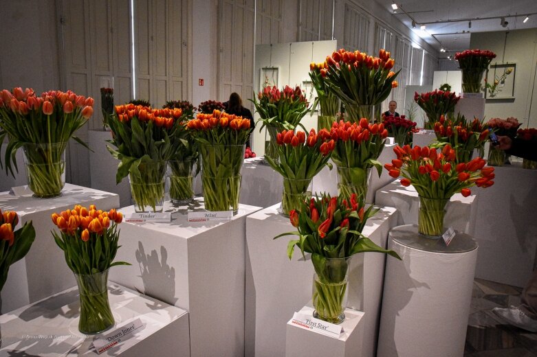  Trzy damy wśród tulipanów. Wilanów zakwitł, Skierniewice wybrzmiały 