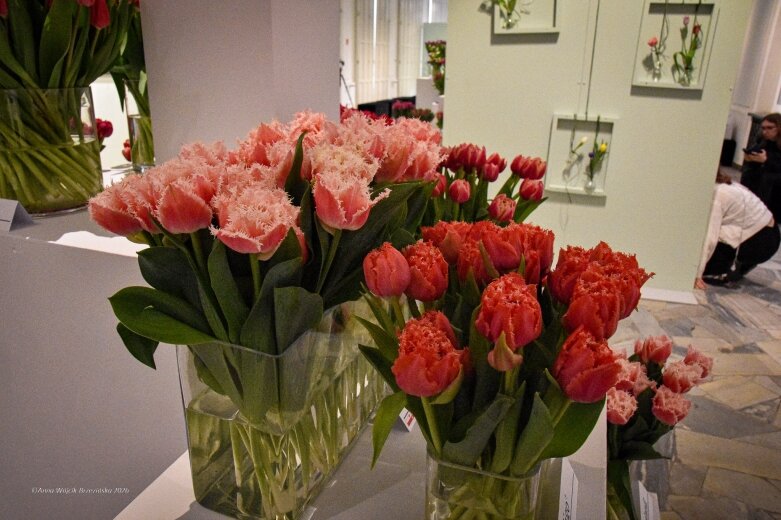  Trzy damy wśród tulipanów. Wilanów zakwitł, Skierniewice wybrzmiały 