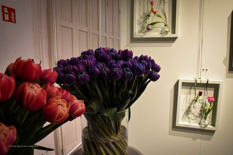  Trzy damy wśród tulipanów. Wilanów zakwitł, Skierniewice wybrzmiały 