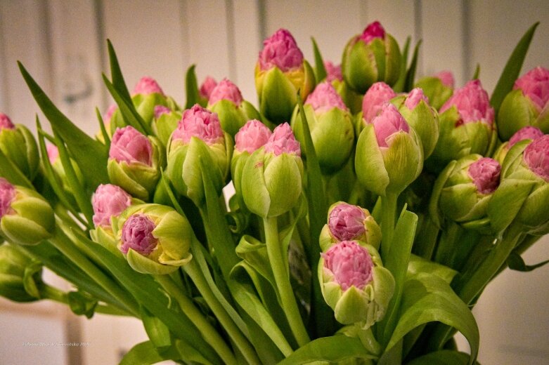  Trzy damy wśród tulipanów. Wilanów zakwitł, Skierniewice wybrzmiały 