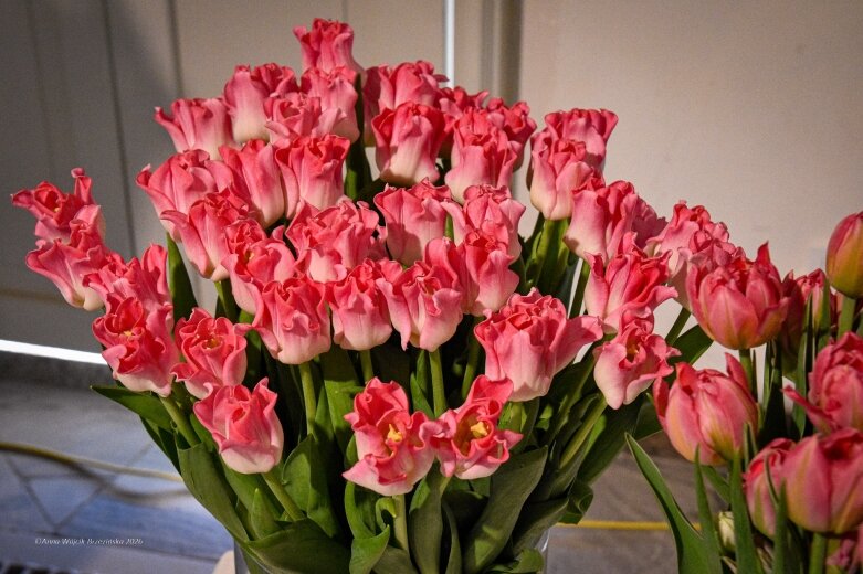  Trzy damy wśród tulipanów. Wilanów zakwitł, Skierniewice wybrzmiały 