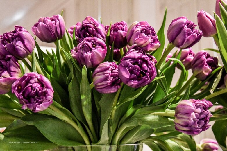  Trzy damy wśród tulipanów. Wilanów zakwitł, Skierniewice wybrzmiały 