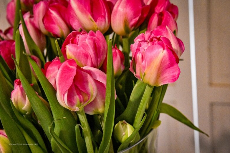  Trzy damy wśród tulipanów. Wilanów zakwitł, Skierniewice wybrzmiały 