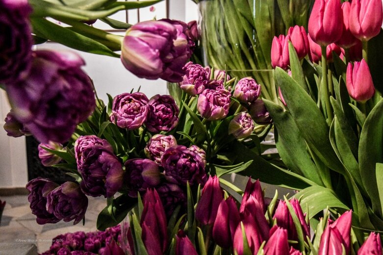  Trzy damy wśród tulipanów. Wilanów zakwitł, Skierniewice wybrzmiały 