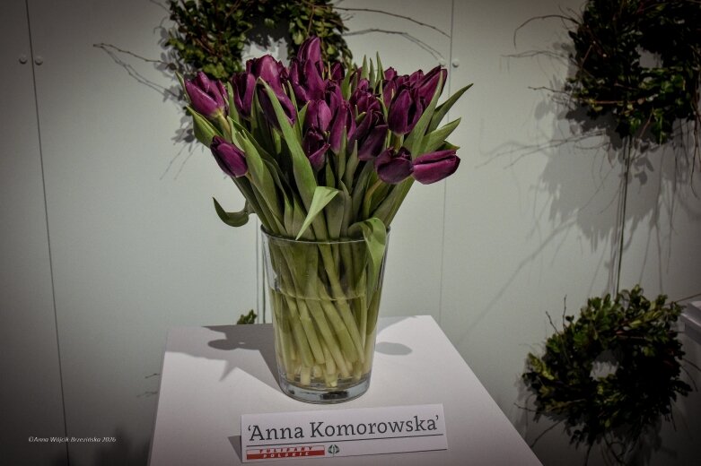  Trzy damy wśród tulipanów. Wilanów zakwitł, Skierniewice wybrzmiały 