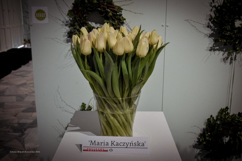  Trzy damy wśród tulipanów. Wilanów zakwitł, Skierniewice wybrzmiały 