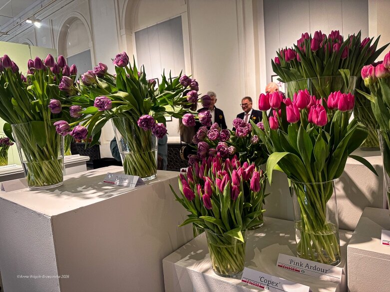  Trzy damy wśród tulipanów. Wilanów zakwitł, Skierniewice wybrzmiały 