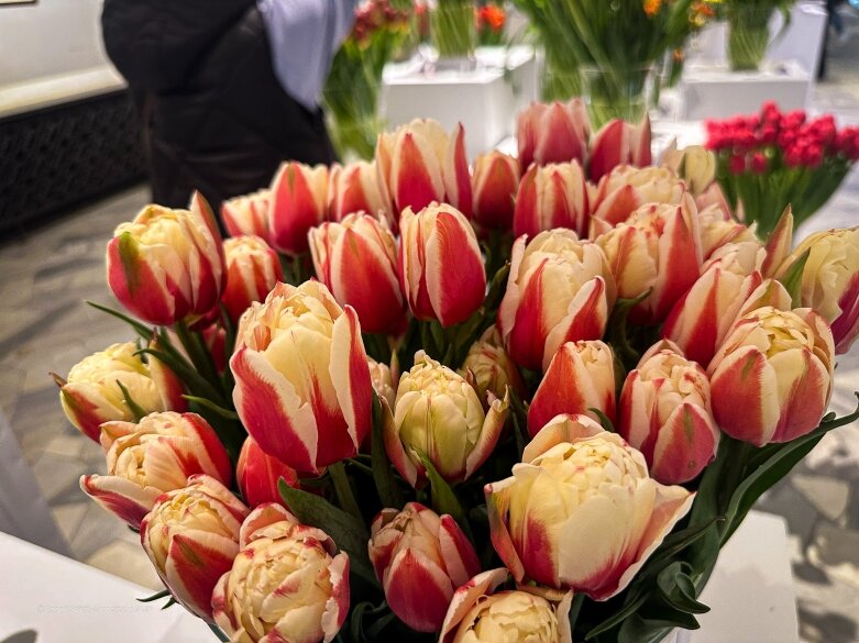  Trzy damy wśród tulipanów. Wilanów zakwitł, Skierniewice wybrzmiały 