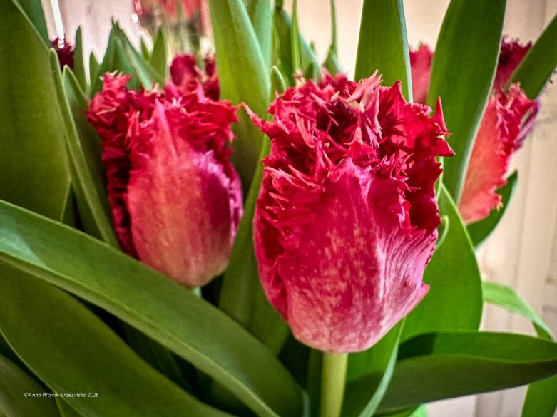  Trzy damy wśród tulipanów. Wilanów zakwitł, Skierniewice wybrzmiały 