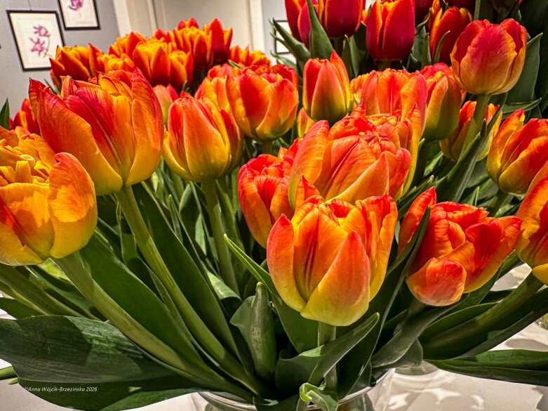  Trzy damy wśród tulipanów. Wilanów zakwitł, Skierniewice wybrzmiały 