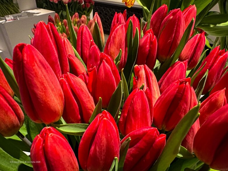  Trzy damy wśród tulipanów. Wilanów zakwitł, Skierniewice wybrzmiały 