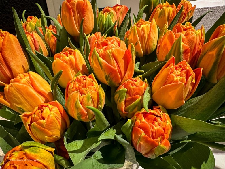  Trzy damy wśród tulipanów. Wilanów zakwitł, Skierniewice wybrzmiały 