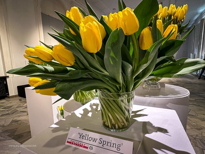  Trzy damy wśród tulipanów. Wilanów zakwitł, Skierniewice wybrzmiały 