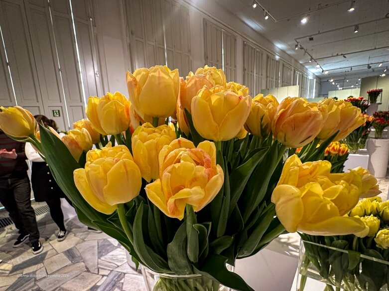  Trzy damy wśród tulipanów. Wilanów zakwitł, Skierniewice wybrzmiały 