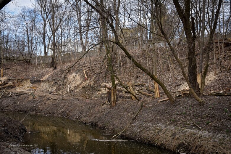  Skierniewice budują połączenie parku z Zadębiem. Wycinka drzew, kładka i termin zakończenia inwestycji 