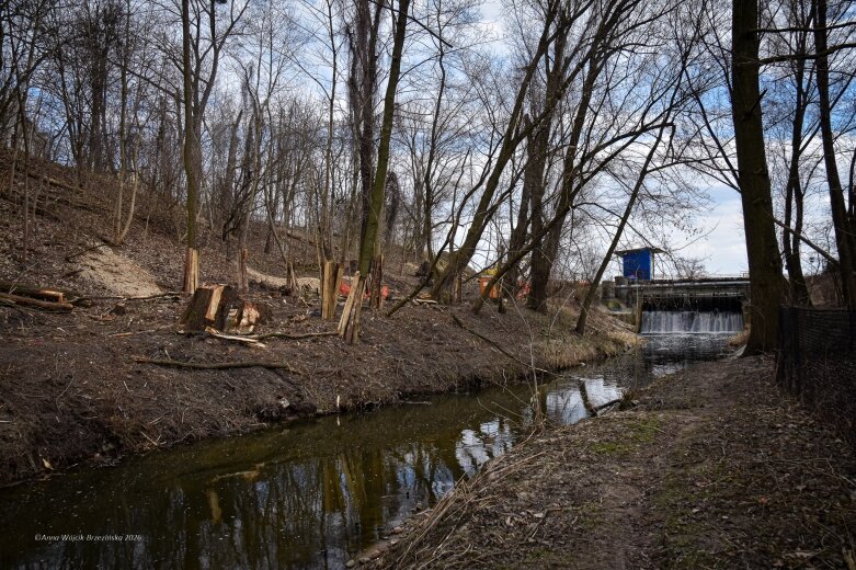  Skierniewice budują połączenie parku z Zadębiem. Wycinka drzew, kładka i termin zakończenia inwestycji 