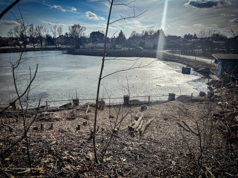  Skierniewice budują połączenie parku z Zadębiem. Wycinka drzew, kładka i termin zakończenia inwestycji 