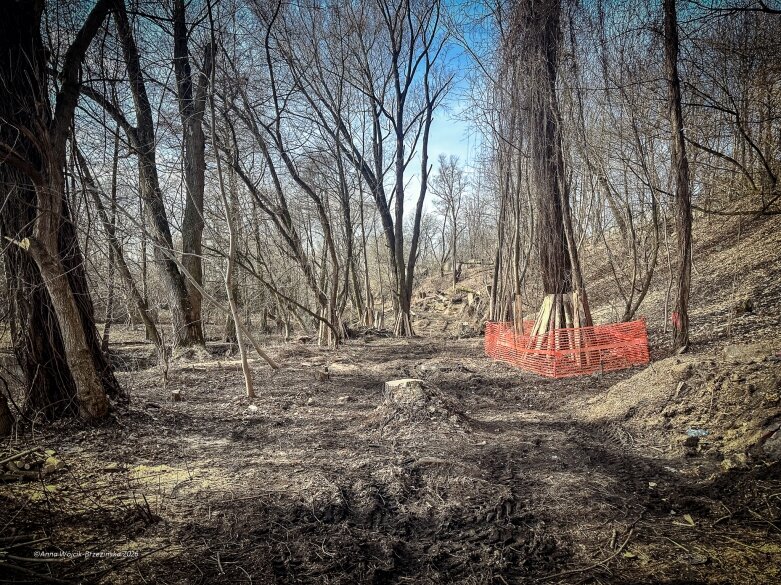  Skierniewice budują połączenie parku z Zadębiem. Wycinka drzew, kładka i termin zakończenia inwestycji 