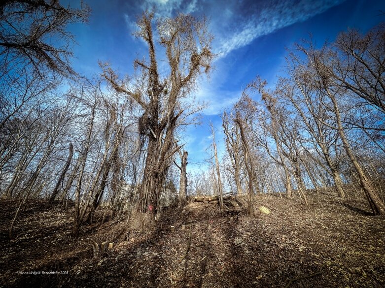  Skierniewice budują połączenie parku z Zadębiem. Wycinka drzew, kładka i termin zakończenia inwestycji 