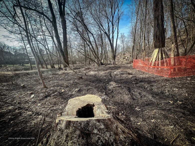  Skierniewice budują połączenie parku z Zadębiem. Wycinka drzew, kładka i termin zakończenia inwestycji 