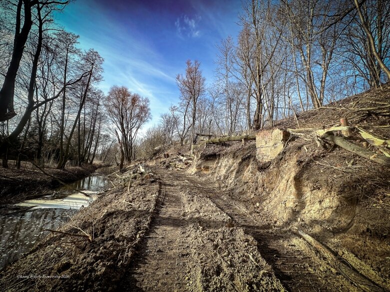  Skierniewice budują połączenie parku z Zadębiem. Wycinka drzew, kładka i termin zakończenia inwestycji 