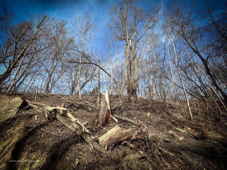  Skierniewice budują połączenie parku z Zadębiem. Wycinka drzew, kładka i termin zakończenia inwestycji 