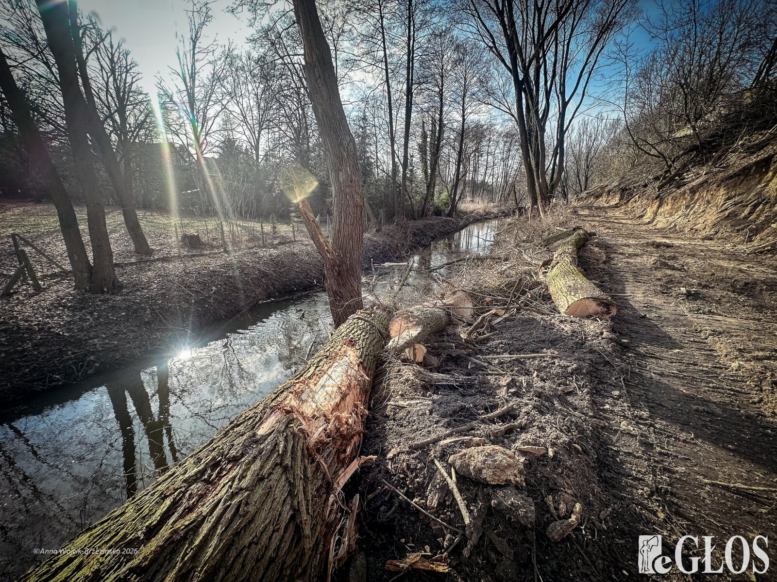  Skierniewice budują połączenie parku z Zadębiem. Wycinka drzew, kładka i termin zakończenia inwestycji 