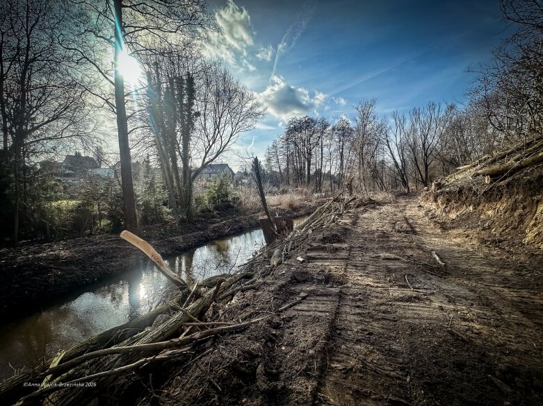  Skierniewice budują połączenie parku z Zadębiem. Wycinka drzew, kładka i termin zakończenia inwestycji 