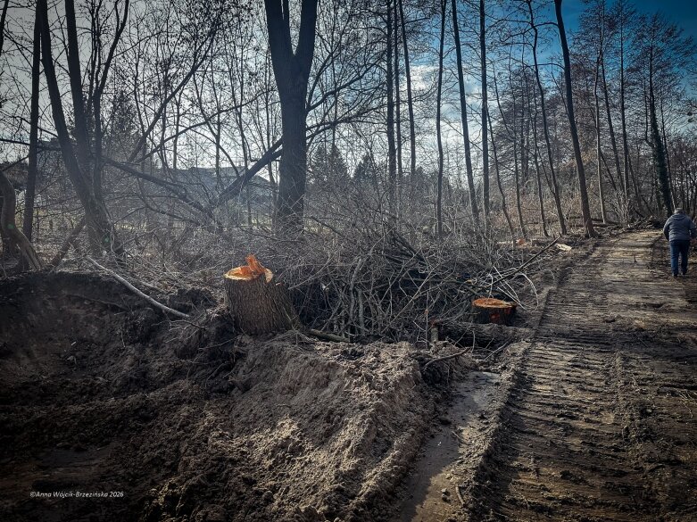  Skierniewice budują połączenie parku z Zadębiem. Wycinka drzew, kładka i termin zakończenia inwestycji 
