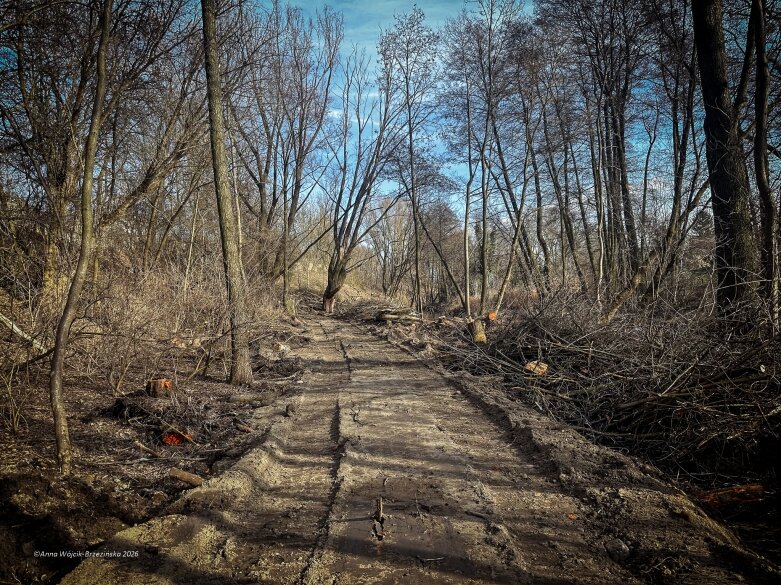 Skierniewice budują połączenie parku z Zadębiem. Wycinka drzew, kładka i termin zakończenia inwestycji 