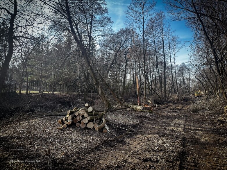  Skierniewice budują połączenie parku z Zadębiem. Wycinka drzew, kładka i termin zakończenia inwestycji 