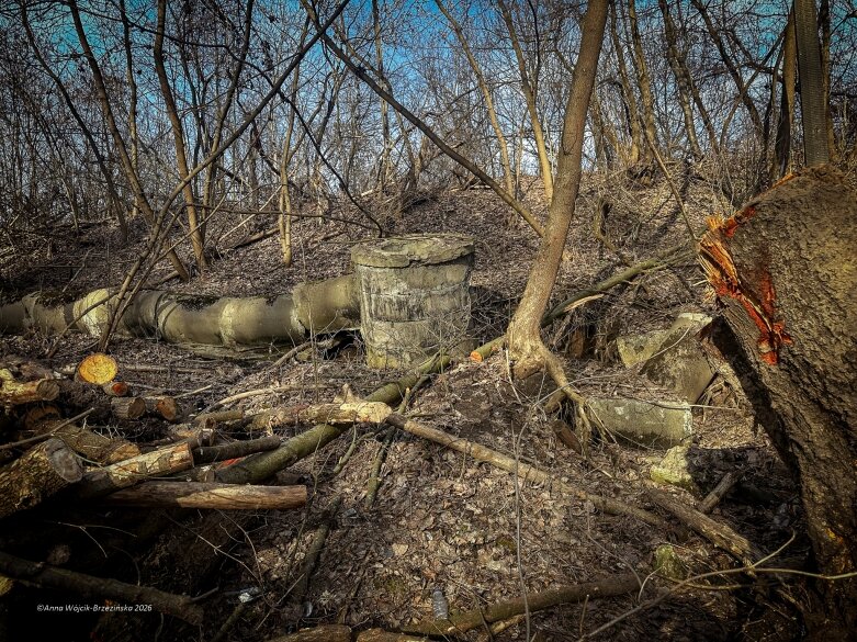  Skierniewice budują połączenie parku z Zadębiem. Wycinka drzew, kładka i termin zakończenia inwestycji 