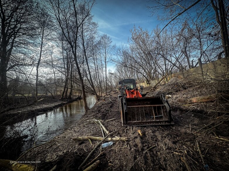  Skierniewice budują połączenie parku z Zadębiem. Wycinka drzew, kładka i termin zakończenia inwestycji 